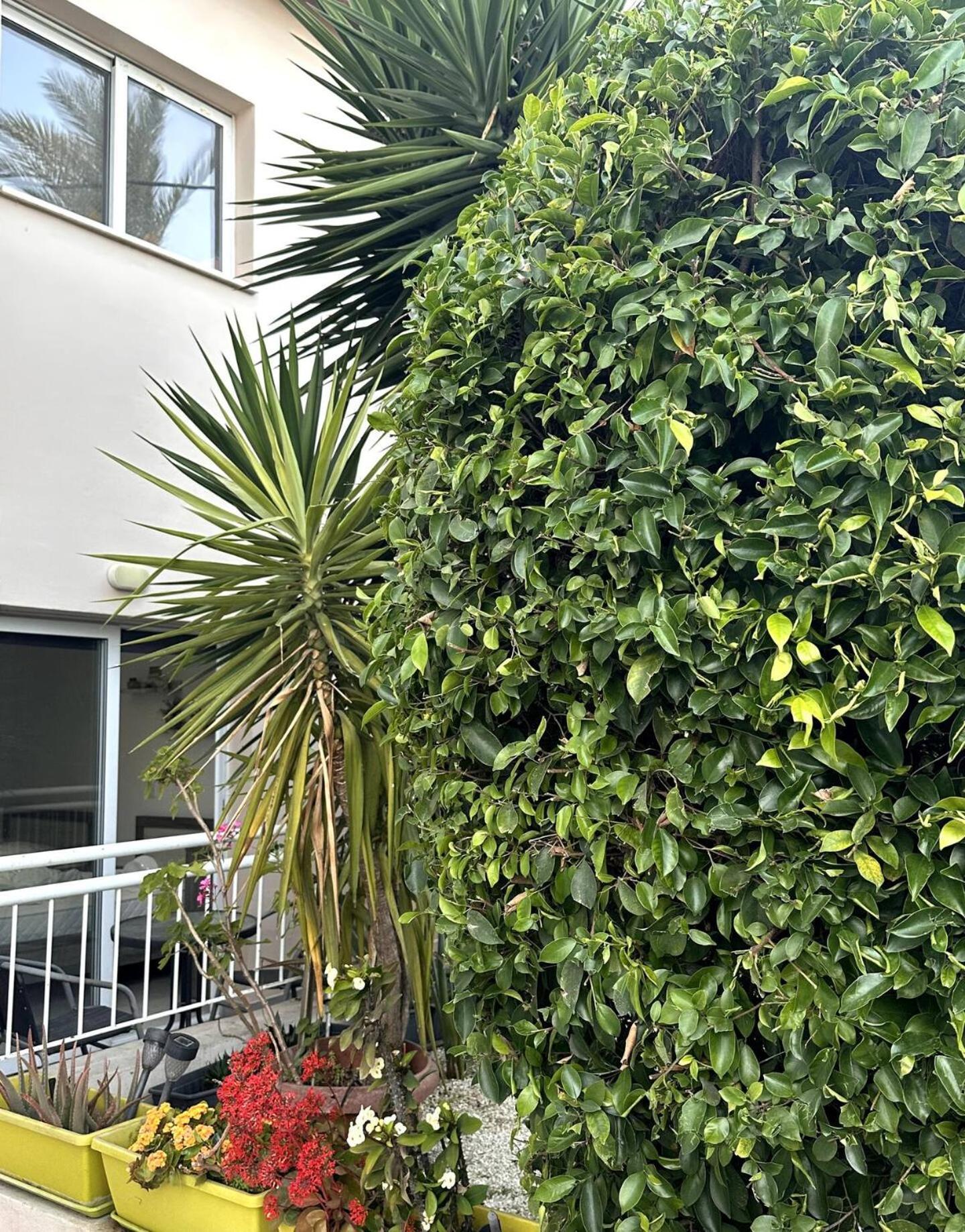 Olymbos Garden Apartment IV Ayia Napa Bagian luar foto